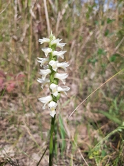 Spiranthes magnicamporum