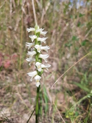 Spiranthes magnicamporum
