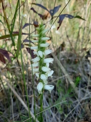 Spiranthes magnicamporum