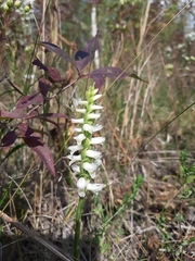 Spiranthes magnicamporum