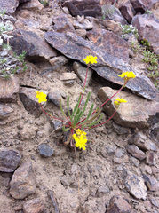 Ivesia lycopodioides scandularis