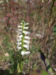 Spiranthes magnicamporum