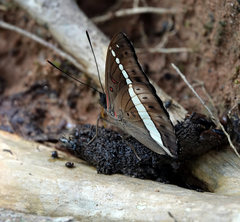 Euthalia recta monilis