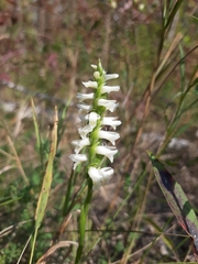 Spiranthes magnicamporum