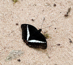 Euthalia recta monilis