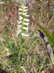 Spiranthes magnicamporum