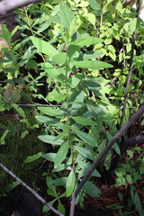 Garrya longifolia