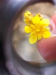 Ivesia lycopodioides scandularis