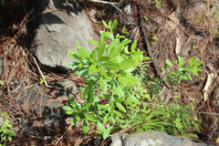 Baccharis heterophylla