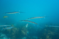 Fistularia commersonii