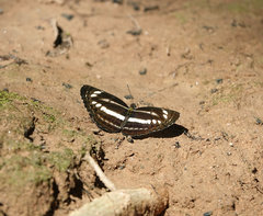 Neptis clinia susruta