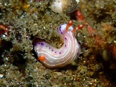 Hypselodoris