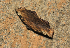 Achrosis intexta