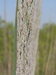 Muhlenbergia robusta