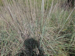 Muhlenbergia robusta