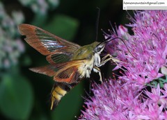 Hemaris affinis