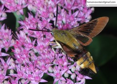 Hemaris affinis
