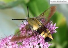 Hemaris affinis