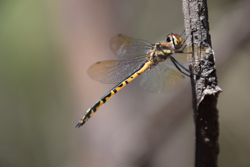Australian Emerald Dragonfly photo 5