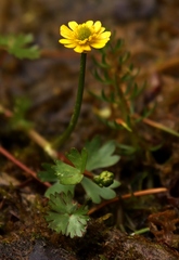 Ranunculus flabellaris