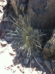 Stipa