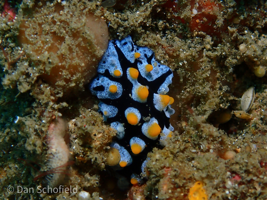Black-rayed phyllidia