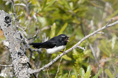 Rhipidura leucophrys leucophrys