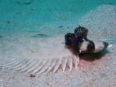 Pseudorhombus dupliciocellatus