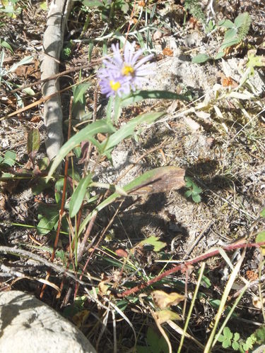 alpine leafybract aster (Symphyotrichum foliaceum)