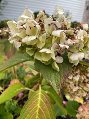 Hydrangea bretschneideri