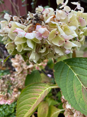 Hydrangea bretschneideri