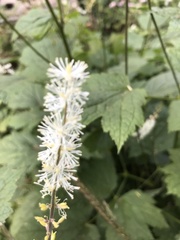 Actaea elata alpestris