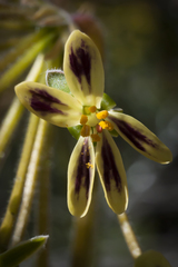 Pelargonium lobatum