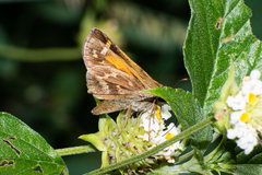 Atalopedes campestris huron