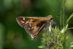 Atalopedes campestris huron