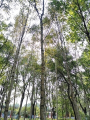 Betula