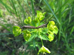 Dicranocephalus albipes