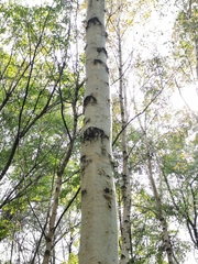 Betula