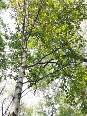 Betula