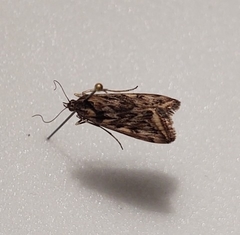 Loxostege sticticalis