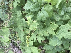 Actaea elata alpestris