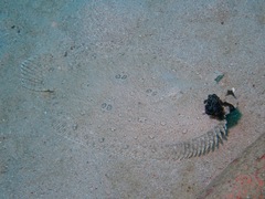 Pseudorhombus dupliciocellatus