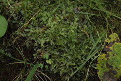 Chiloscyphus pallescens