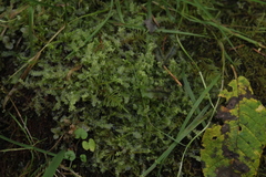 Chiloscyphus pallescens