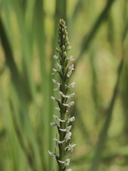 Platanthera dilatata leucostachys