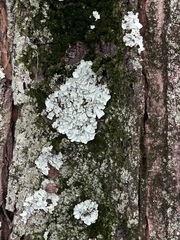 Flavoparmelia caperata