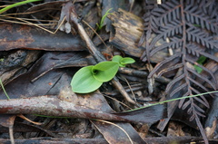 Chiloglottis valida