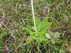 Primula capitata crispata