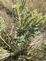 Lithospermum occidentale