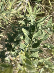Lithospermum occidentale